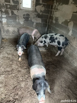 Vand porci pt sacrificat - imagine 3