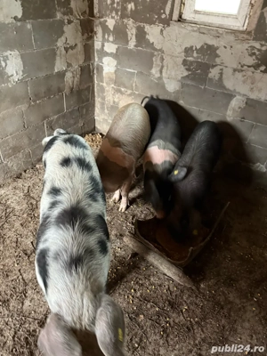 Vand porci pt sacrificat - imagine 2