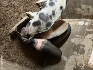 Vand porci pt sacrificat