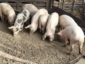 Soldanei rasa mixta  - imagine 3