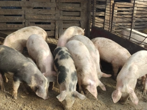 Soldanei rasa mixta  - imagine 2