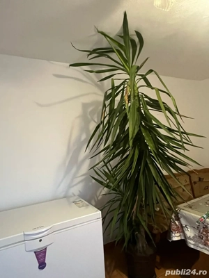 Yucca de interior   2 metri si ceva, plantă matură, foarte sănătoasă