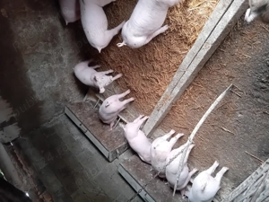 Purcei de vanzare - imagine 2