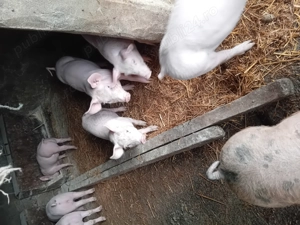 Purcei de vanzare - imagine 3