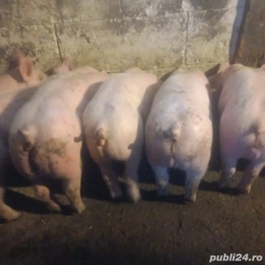 vând purcei 11 saptămâni  - imagine 2