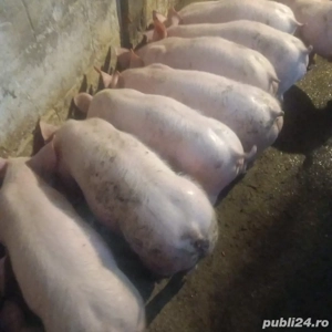 vând purcei 11 saptămâni 