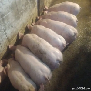vând purcei 11 saptămâni  - imagine 4