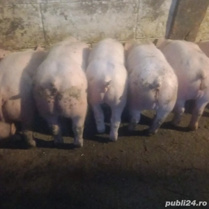 vând purcei 11 saptămâni  - imagine 3