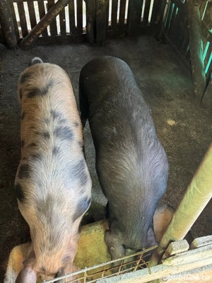 vand porci de țara.