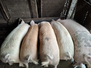 Vând porci crescuți bio - imagine 3