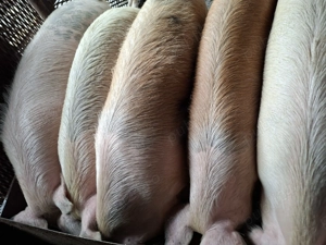 Vând porci crescuți bio - imagine 2