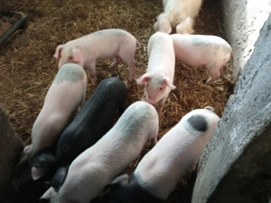Vând purcei de 3 luni