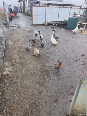 de vânzare  - imagine 3