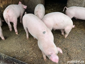 Purcei 3 luni - imagine 4