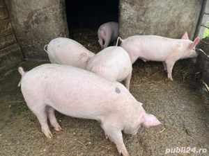 Purcei 3 luni - imagine 2