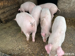 Purcei 3 luni - imagine 3