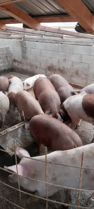 Vând porci mici și mari