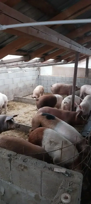 Vând porci mici și mari - imagine 2