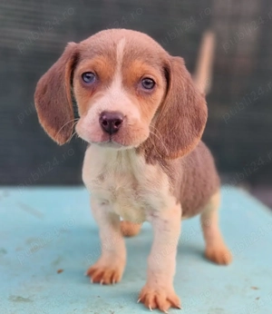 Vând pui beagle blue si tricolor - imagine 3