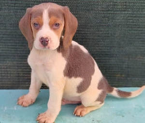 Vând pui beagle blue si tricolor - imagine 4
