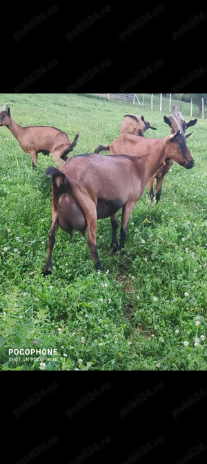 Vînd capre alpine franceza  - imagine 2