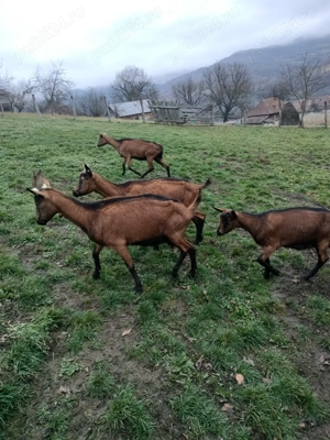 Vînd capre alpine franceza  - imagine 3