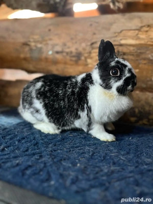 disponibili iepurasi pitici  - imagine 3