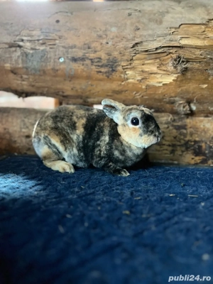 disponibili iepurasi pitici  - imagine 2