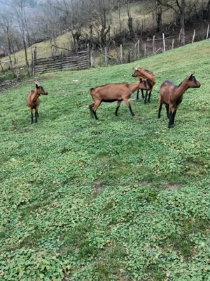 Vînd capre alpine franceza  - imagine 4