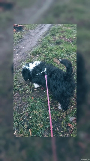 vand catelusa bishon  - imagine 5