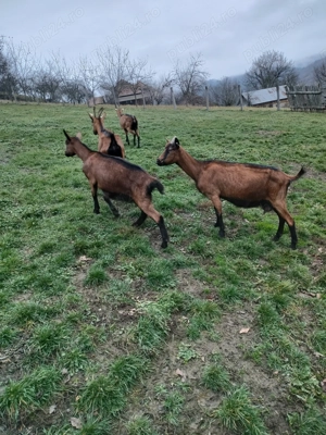 Vînd capre alpine franceza  - imagine 5