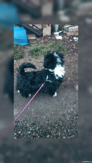 vand catelusa bishon  - imagine 4