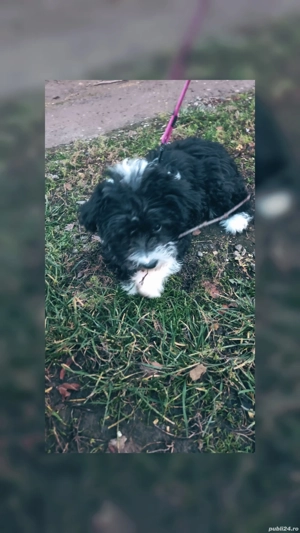 vand catelusa bishon  - imagine 3