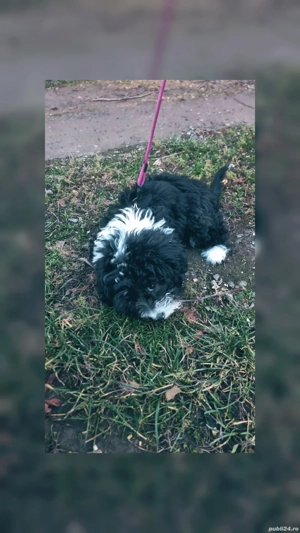 vand catelusa bishon  - imagine 2