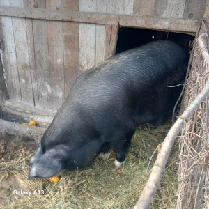 Porci de vanzare ! - imagine 2