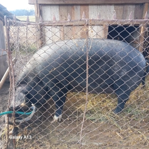 Porci de vanzare ! - imagine 3