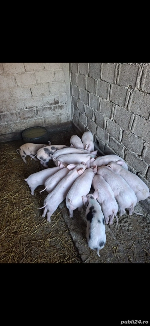 Purcei de Rasa.Marele Alb.