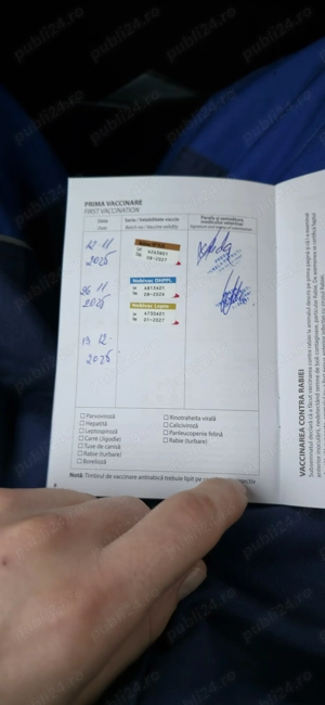 Căteluși Copoi Ardelenesc de vânătoare. - imagine 4