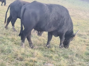 Bivolite de vânzare  - imagine 5