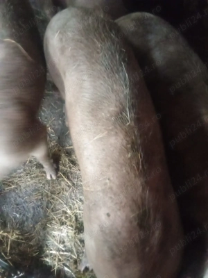 Porci pentru sacrificat. 