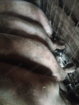 Porci pentru sacrificat.  - imagine 2