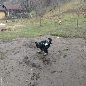 Vând cocos Brahma Negru bobat - imagine 2