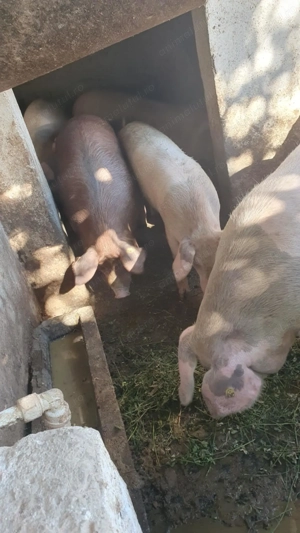 Vind porci  - imagine 4