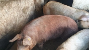 Vind porci  - imagine 3