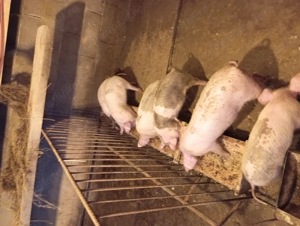 Schimbă domiciliul - imagine 2