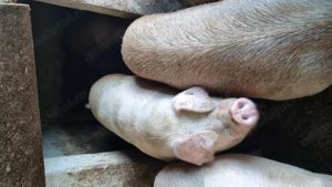 Vind porci  - imagine 5