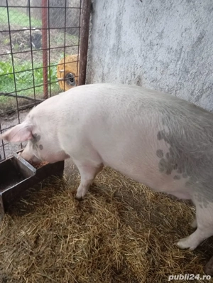 Vand porc purcea 
