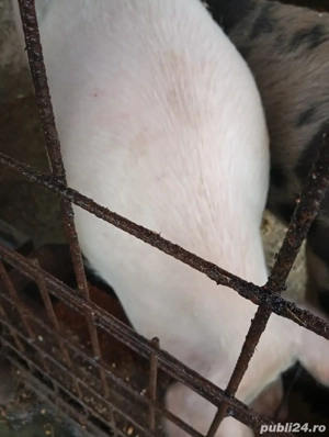 Vand porc purcea  - imagine 3