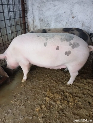 Vand porc purcea  - imagine 2