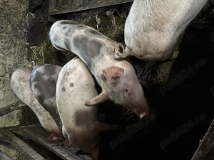 Vând purcei de 4 luni - imagine 2